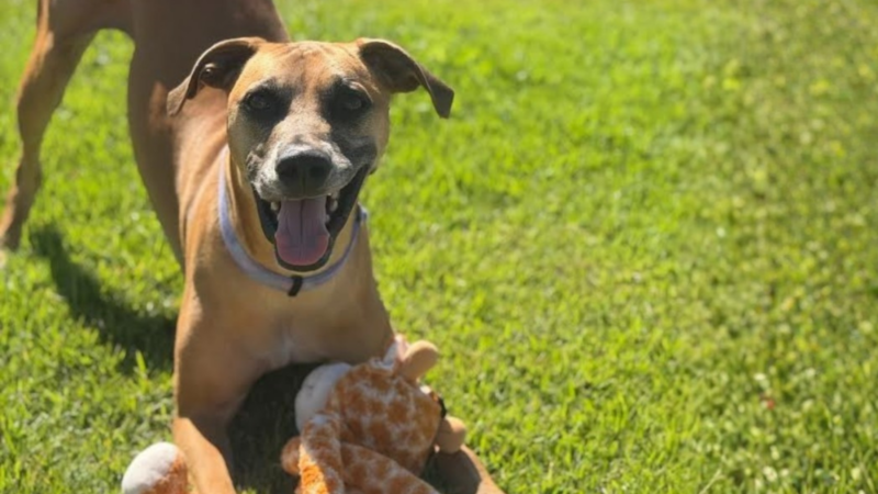 Pet of the Week: Quincy